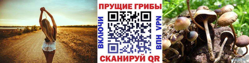 Купить где  Чусовой  Псилоцибиновые грибы Cubensis